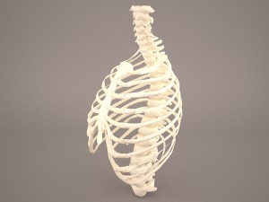 ribcage 3D मॉडल