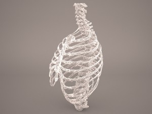 ribcage 3D मॉडल