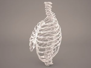 ribcage 3D Model