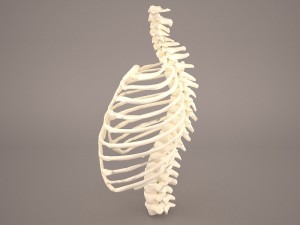 ribcage 3D मॉडल