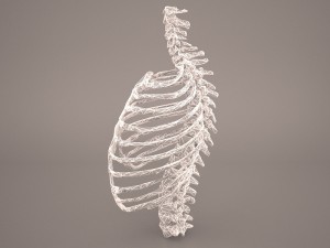 ribcage 3D मॉडल