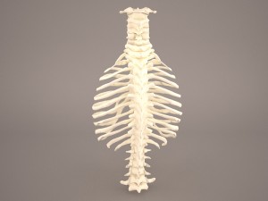 ribcage 3D मॉडल