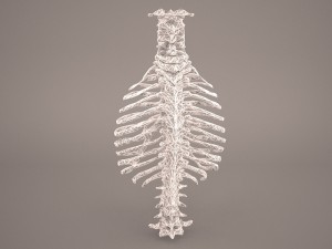 ribcage 3D मॉडल