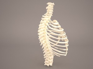 ribcage 3D मॉडल