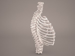 ribcage 3D मॉडल