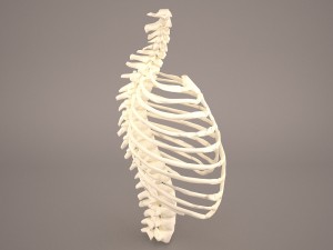 ribcage 3D मॉडल