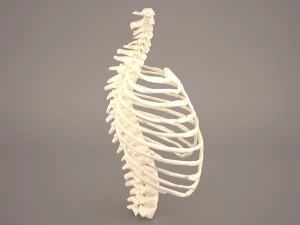ribcage 3D Model