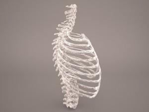 ribcage 3D मॉडल