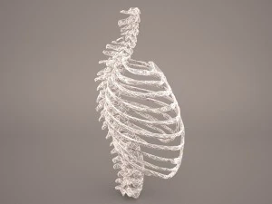 ribcage 3D Model