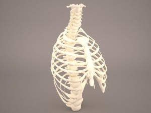 ribcage 3D मॉडल