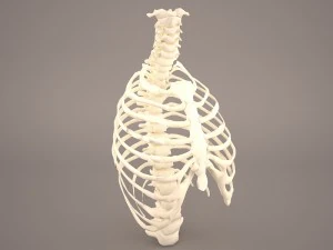 ribcage 3D Model