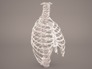 ribcage 3D मॉडल