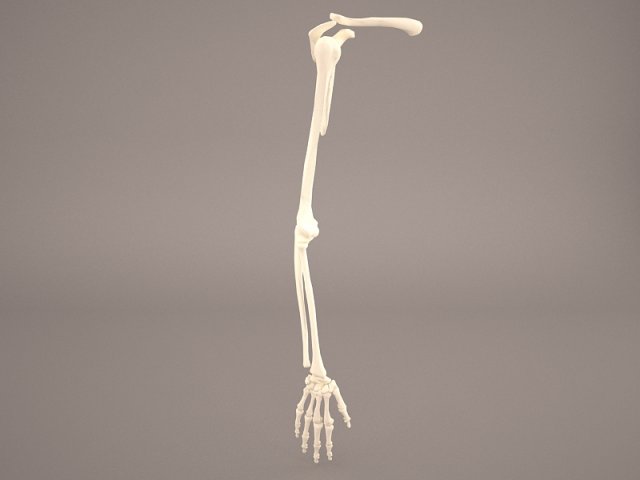 hand skeleton 3Dモデル .c4d .max .obj .3ds .fbx .stl .blend 