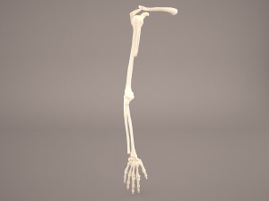 hand skeleton 3D Model