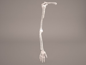 hand skeleton 3Dモデル