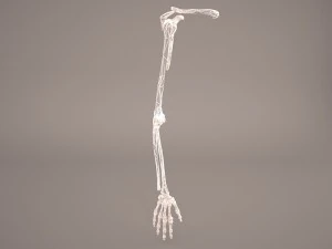 hand skeleton 3D Model