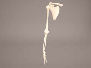 hand skeleton 3Dモデル