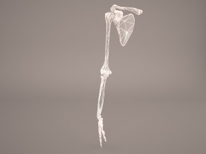 hand skeleton 3Dモデル