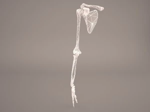 hand skeleton 3D Model