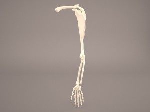 hand skeleton 3Dモデル