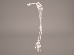 hand skeleton 3Dモデル