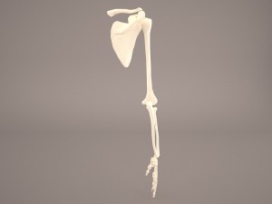 hand skeleton 3Dモデル