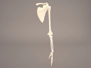 hand skeleton 3D Model
