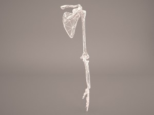 hand skeleton 3Dモデル