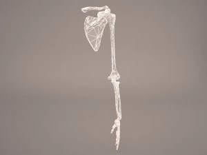 hand skeleton 3D Model