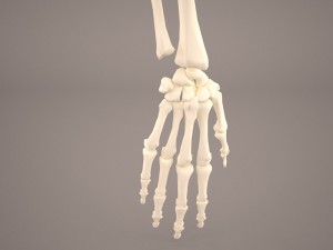 hand skeleton 3Dモデル