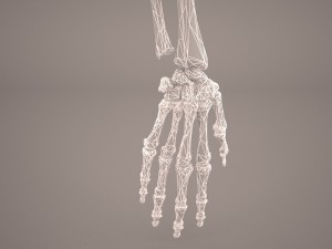 hand skeleton 3Dモデル