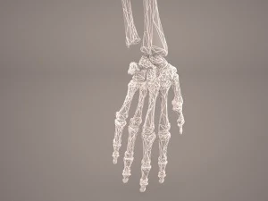 hand skeleton 3D Model