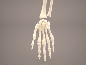 hand skeleton 3Dモデル