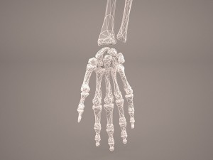 hand skeleton 3Dモデル