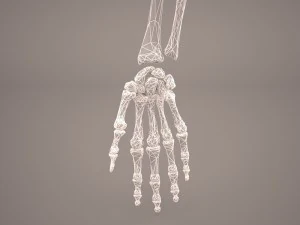hand skeleton 3D Model