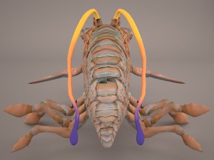 opee sea killer star wars 3D 模型
