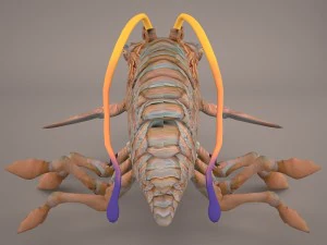 opee sea killer star wars 3D Model