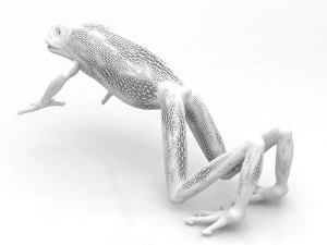 Frog 3D Model