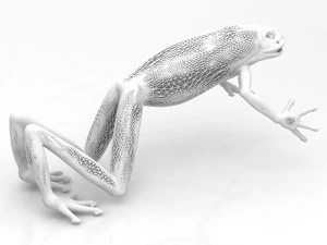 Frog 3D Model