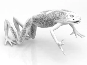 Frog 3D Model