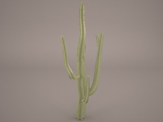 cactus Model 3D .c4d .max .obj .3ds .fbx .stl .blend 