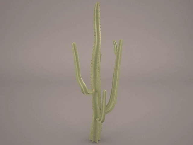 cactus 3D Model .c4d .max .obj .3ds .fbx .stl .blend 