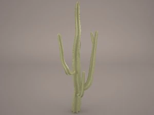 kaktus Model 3D