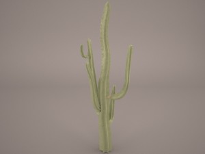 cactus Model 3D
