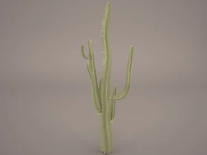 cactus 3D Model