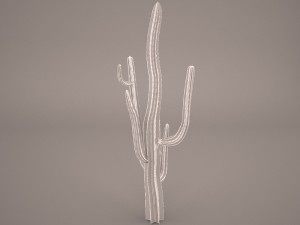 cactus Model 3D