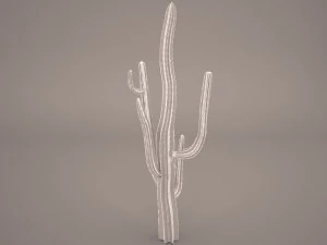 cactus 3D Model