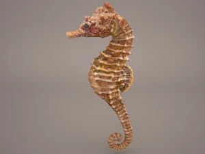 समुद्री घोड़े 3D मॉडल