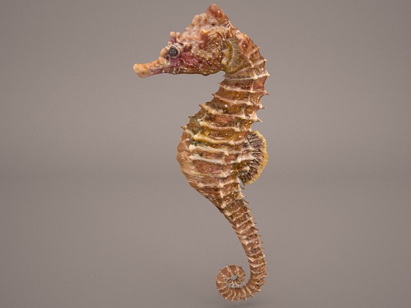 Seahorse 3d Model In Fish 3dexport