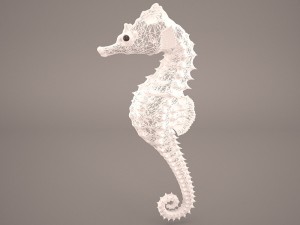 Seahorse 3D Модель